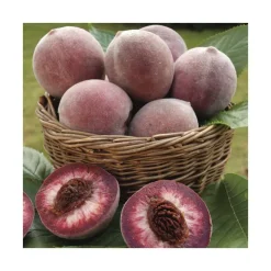 Pecher Sanguine De Savoie®. Le pot de 15 litres, forme 1/2 tige