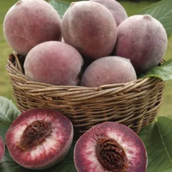 Pecher Sanguine. Le pot de 7,5 litres