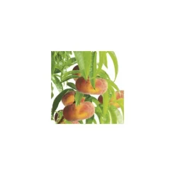 Pecher Saturne ® Bailou. En racine nue, forme gobelet