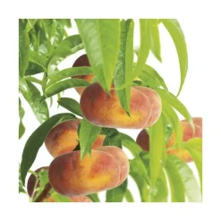 Pecher Saturne ® Bailou. Le pot de 15 litres, forme 1/2 tige