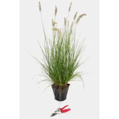 Pennisetum Alopecuroides Hameln Touffe en pot de 3 L vert