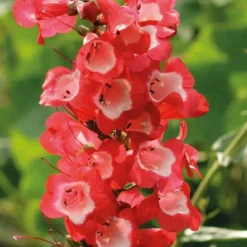 Penstemon rouge Gorge blanche - Le pot de 9 x 9 cm