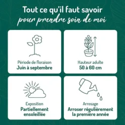 Penstemon rouge Gorge blanche - Le pot de 9 x 9 cm