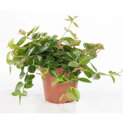 Peperomia angulata 25 cm. Le pot de 15 cm