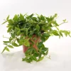 Peperomia angulata en pot Ø 12cm