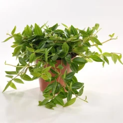 Peperomia angulata en pot Ø 12cm