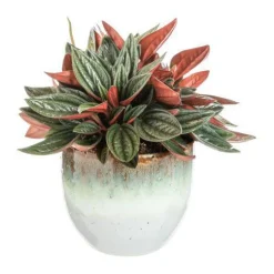 Peperomia Mix avec cache-pot en céramique - Ø 11,5 cm
