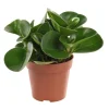 Peperomia obtusifolia