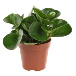 Peperomia obtusifolia