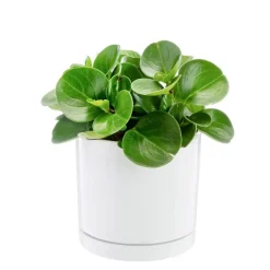 Peperomia obtusifolia Green gold vert en pot blanc émaillé botanic®. Le pot Ø 18 cm