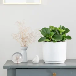 Peperomia obtusifolia Green gold vert en pot blanc émaillé botanic®. Le pot Ø 18 cm