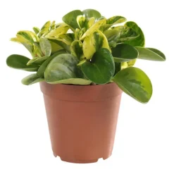 Peperomia obtusifolia panaché