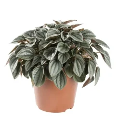 Peperomia Piccolo Banda Ø 6cm