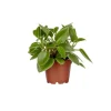 Peperomia Pixie – Pot de Ø12 cm