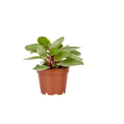 Peperomia Pixie plante baby en pot Ø 6 cm