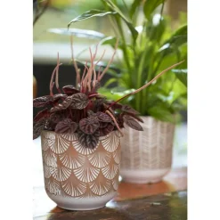 Peperomia rosso Ø 12 cm