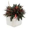 Peperomia Rosso et cache-pot