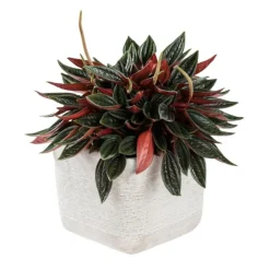 Peperomia Rosso et cache-pot