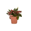 Peperomia Rosso plante baby en pot Ø 6 cm