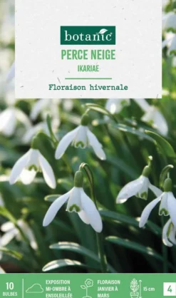 Perce neige ikariae botanic® - 10 bulbes