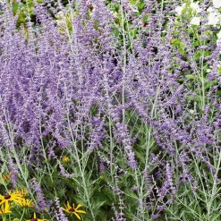 Perovskia Atriplicifolia Blue Spire