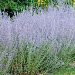 Perovskia Sauge de Siberie - Le pot de 9 x 9 cm