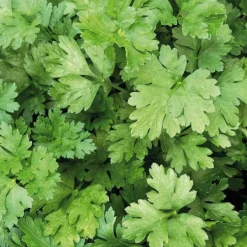 Persil Commun Dit Plat Bio. Le pot de 1 litre