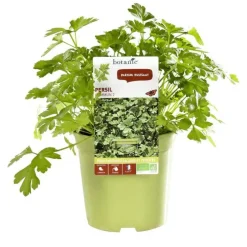 Persil Commun Dit Plat Bio. Le pot de 1 litre