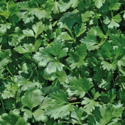 Persil Commun Dit Plat Bio. Le pot de 2,5 litres