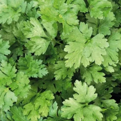 Persil Commun Dit Plat Bio. Le pot de 2,5 litres