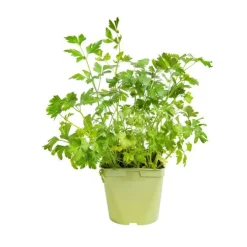 Persil Commun Dit Plat Bio. Le pot de 2,5 litres