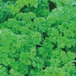 Persil Frise Bio. Le pot de 2,5 litres