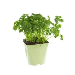 Persil Frise Bio. Le pot de 2,5 litres