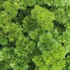 Persil Frise Vert Fonce Bio. La motte de 4x4 cm