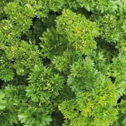 Persil Frise Vert Fonce Bio. La motte de 4x4 cm