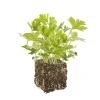 Persil Geant D'Italie Bio. La motte de 4x4 cm
