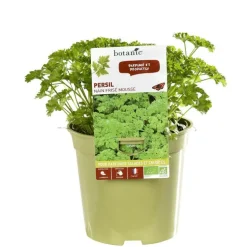 Persil Nain Frise Mousse Bio. Le pot de 1 litre