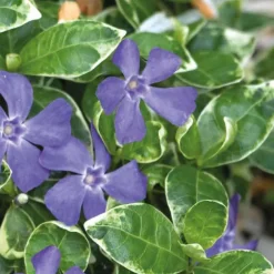 Pervenche Major Panachee - Le pot de 9 x 9 cm