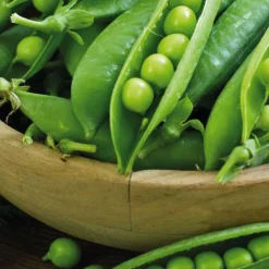 Petit Pois Karina Bio. La barquette de 3 plants