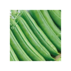 Petit Pois Maestro Bio. La barquette de 3 plants