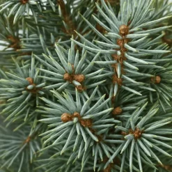 Petit sapin naturel épicéa Picea Pungens Super Blue. Le pot de 3 litres