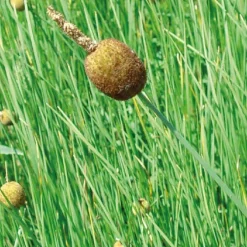 Petite Massette godet 9x9 cm