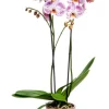 Phalaenopsis 2 branches avec son cache-pot en céramique Ø 12 cm