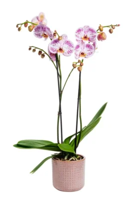 Phalaenopsis 2 branches avec son cache-pot en céramique Ø 12 cm