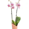 Phalaenopsis 2 branches H 65 x Ø 12 cm avec cache pot