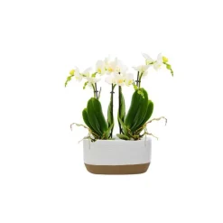 Phalaenopsis 2 branches jardinière Ø9 x 22 cm