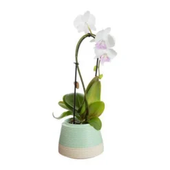 Phalaenopsis cascade avec un cache-pot en céramique coloris multicolore - Ø 9 cm