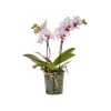 Phalaenopsis mymonro make up en pot Ø 12 cm