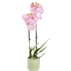 Phalaenopsis ou Orchidée Papillon 2 branches pot D.12 cm