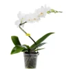 Phalaenopsis spirale multicolore botanic® – Pot de 12 cm